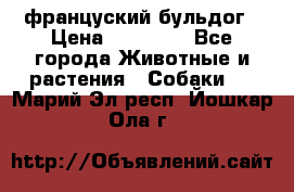 француский бульдог › Цена ­ 40 000 - Все города Животные и растения » Собаки   . Марий Эл респ.,Йошкар-Ола г.